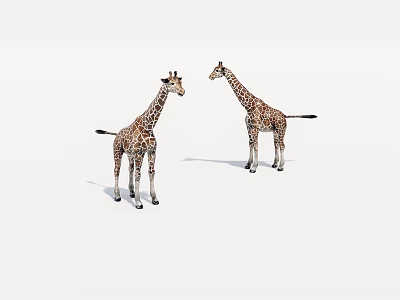 Two Giraffes Standing Face To Face On White Background With Spotted Patterns 3d model