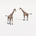 Two Giraffes Standing Face To Face On White Background With Spotted Patterns 3d model