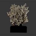 Natural Aquatic Animal Coral Formation Display On Black Wooden Base