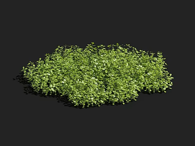 Lush Green Aquatic Plants With Tiny Leaves And Dense Growth In Water 3d model