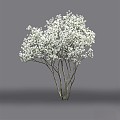 Blueberry flowering Amelanchier modern tree 3d model