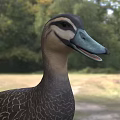 Brown Wild Duck With Blue Green Beak And Detailed Feather Pattern In Natural Grassland