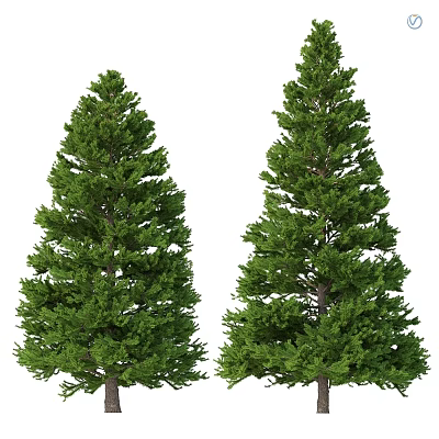 Two Green Pine Trees As Garden Ornament With Lush Foliage And Natural Design 3d model