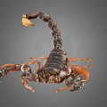 Dark Brown Scorpion With Orange Pincers And Curved Tail On Gray Background