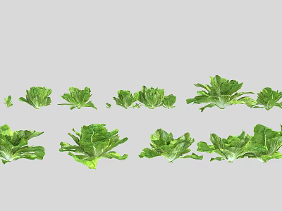 Modern Lettuce 3d model