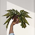 Green White Variegated Large Leaf Potted Plant Held by Hand in Sunlit Room with Shadows