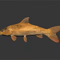 Realistic Golden Carp Fish With Shiny Scales And Reflection On Dark Background