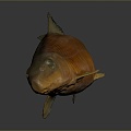 Fish Freshwater Fish Sea Fish Animal Game Animal Cartoon Animal Realistic Animal 3d model