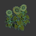 Three Vibrant Sunflowers With Fresh Green Leaves And Tall Stems On White Background