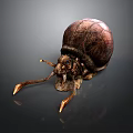 A textured brown beetle with long antennae and shiny shell on dark background
