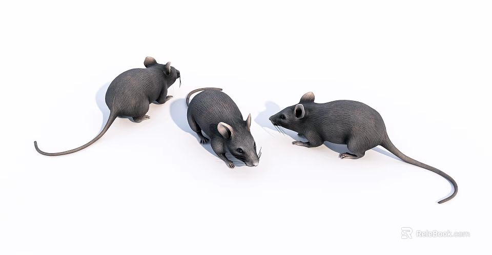Three Gray Reptiles Crawling On White Background In Studio 3d model 
