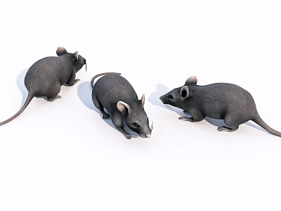 Three Gray Reptiles Crawling On White Background In Studio 3d model