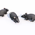 Three Gray Reptiles Crawling On White Background In Studio 3d model