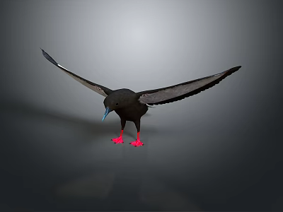 Black Bird With Outstretched Wings Red Feet And Blue Beak On Gray Background 3d model
