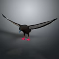 Black Bird With Outstretched Wings Red Feet And Blue Beak On Gray Background