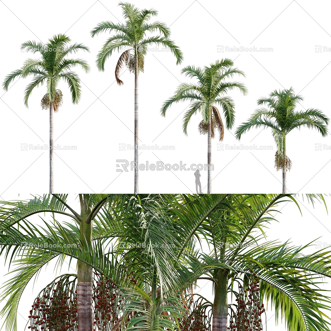 Coconut Tree Trees Landscape Trees 3d model