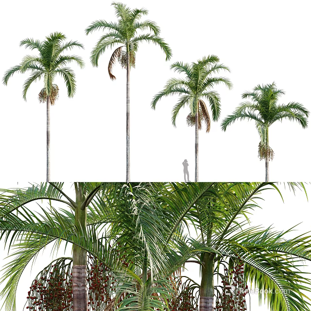 Tall Palm Trees with Lush Fronds and Towering Trunks in Outdoor Environment 3d model 