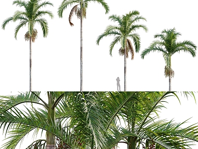 Coconut Trees Landscape Trees 3d model