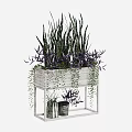 Potted Bonsai Plants On White Wooden Stand Featuring Long Striped Leaves Purple Foliage Hanging Vines