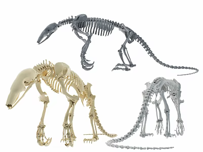 Modern Dinosaur Dinosaur Skeleton 3d model Modern Dinosaur Dinosaur Skeleton 3d model