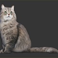 Modern Cat Puppet Cat Kitten Pussy Cat Domestic Cat 3d model