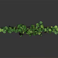 Green Leafy Plant With Red Vines In Spiral Shape On Dark Background