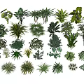Diverse Collection of Green Plants with Various Leaf Shapes and Foliage Types
