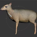 Muntjac Deer with Brown Gray Coat White Underbelly and Slender Legs Standing on Dark Background