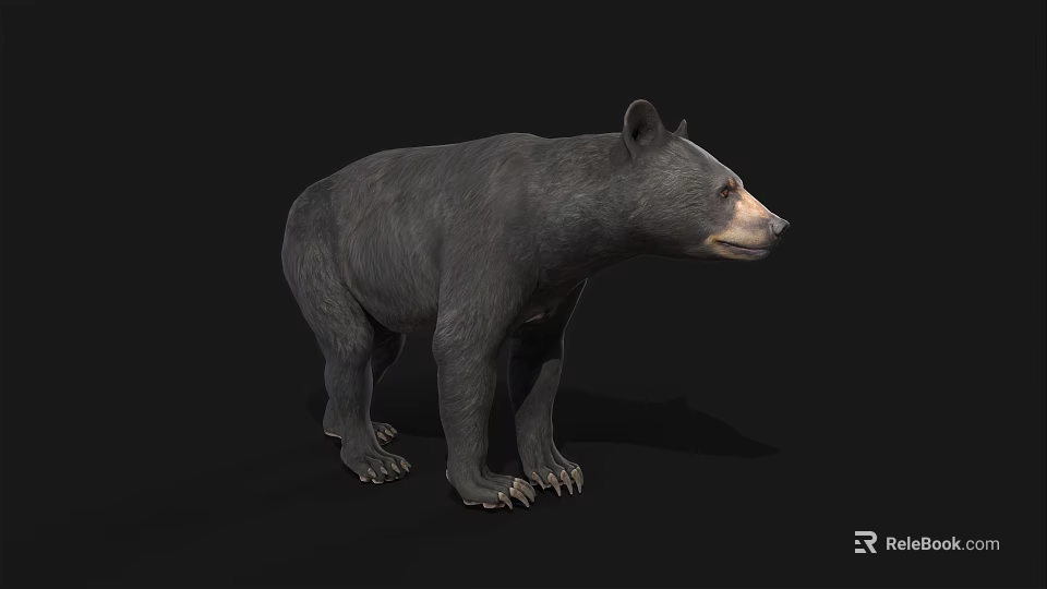 Detailed Realistic Black Bear Standing Side View Isolated Dark Background 3d model