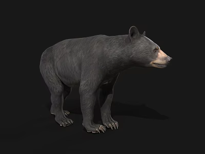Detailed Realistic Black Bear Standing Side View Isolated Dark Background 3d model