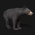 Detailed Realistic Black Bear Standing Side View Isolated Dark Background 3d model