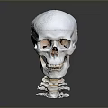 Medical Device Human Skull Model With Detailed Anatomical Structure For Medical Teaching And Training