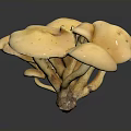 Fresh Organic Yellow Mushrooms Cluster As Natural Healthy Cooking Ingredients