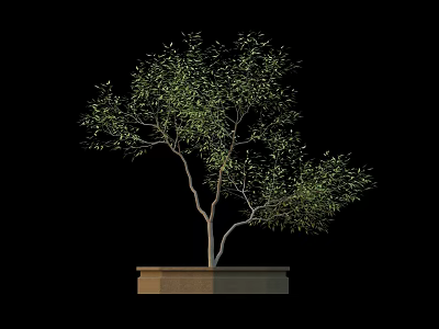 Lush Green Arbor with Multiple Branches in Square Planter on Black Background 3d model