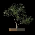 Lush Green Arbor with Multiple Branches in Square Planter on Black Background
