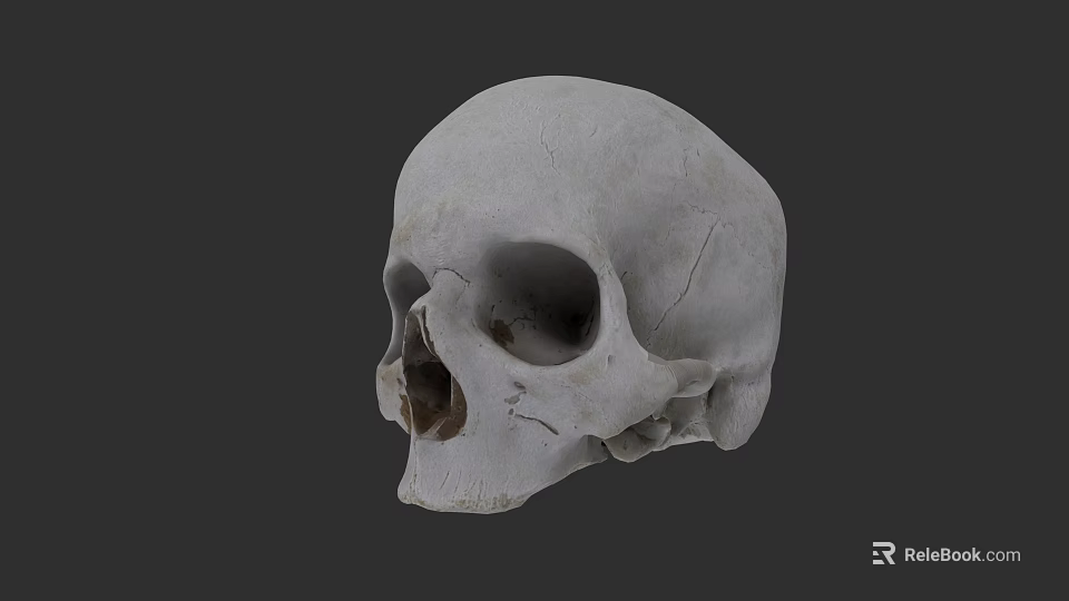 Human Skull Anatomical Model With Detailed Cranial Bone Structure Features 3d model 