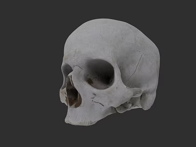 Human Skull Anatomical Model With Detailed Cranial Bone Structure Features 3d model