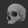Human Skull Anatomical Model With Detailed Cranial Bone Structure Features 3d model