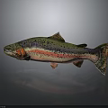 Colorful Rainbow Trout With Green Pink Black Spots Streamlined Body On Gray Background With Reflection