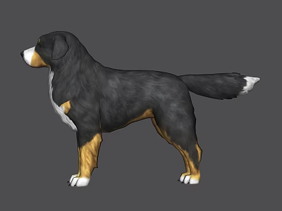Bernese Mountain Dog 3D Model Standing Sideways With Gray Background And Markings 3d model