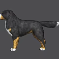 Bernese Mountain Dog 3D Model Standing Sideways With Gray Background And Markings 3d model