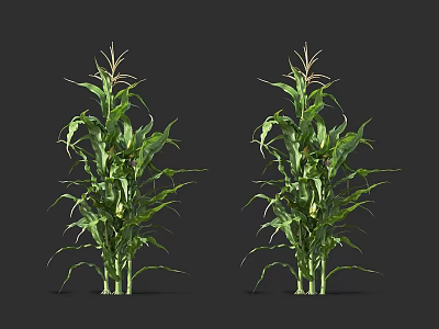 Two Healthy Green Corn Stalks With Lush Vibrant Leaves On Black Background 3d model