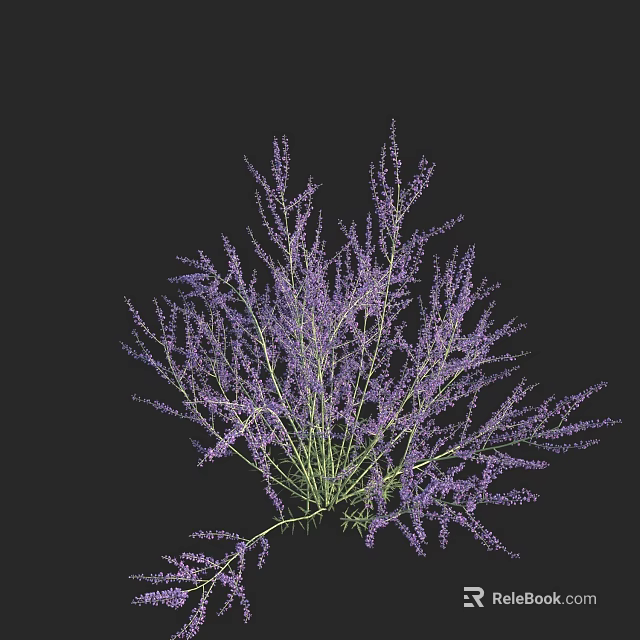 Beautiful Fresh Purple Lavender Bunch with Blooming Flowers on Black Background 3d model 