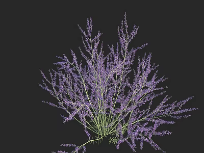 Beautiful Fresh Purple Lavender Bunch with Blooming Flowers on Black Background 3d model