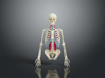 Human Limbs Anatomical Skeleton Model Displaying Bone Structure With Red Blue Markers 3d model