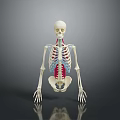 Human Limbs Anatomical Skeleton Model Displaying Bone Structure With Red Blue Markers 3d model