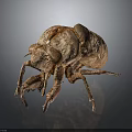 Detailed Brown Armored Beetle With Multi Legged Textured Exoskeleton Body Structure 3d model