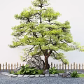 Traditional Garden Landscape with Pine Tree Stones Bamboo Fence and Stone Path Green Plants