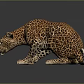Realistic Crouching Leopard With Spotted Fur And Reflection On Dark Background