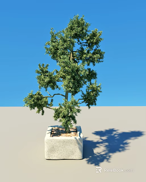 Potted Arbor With Green Foliage In Square Planter Against Blue Sky 3d model 